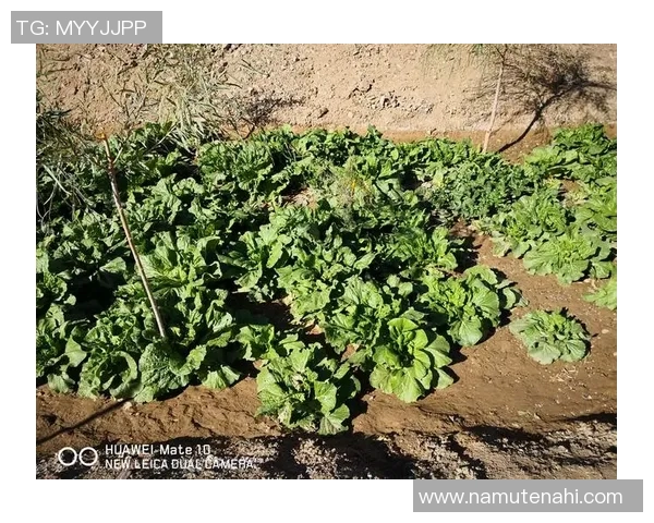 深度对话：黄军在CSGO世界中的成长与挑战之路